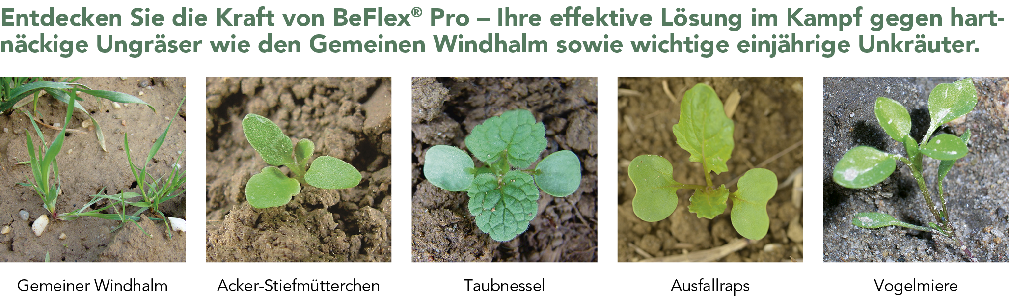 BeFlex® Pro Unkräuter