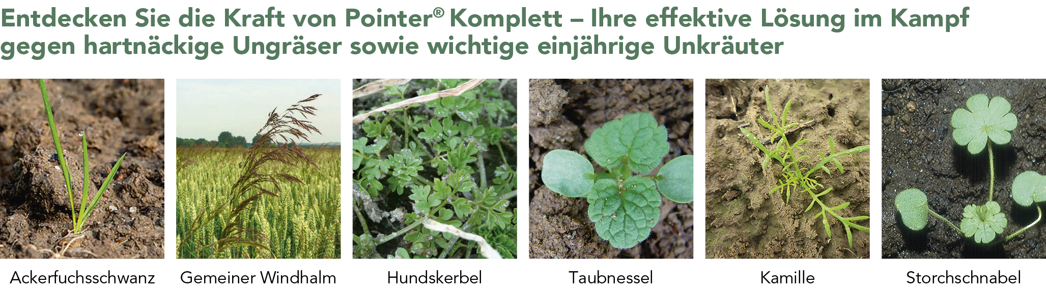 Pointer® Komplett Unkräuter