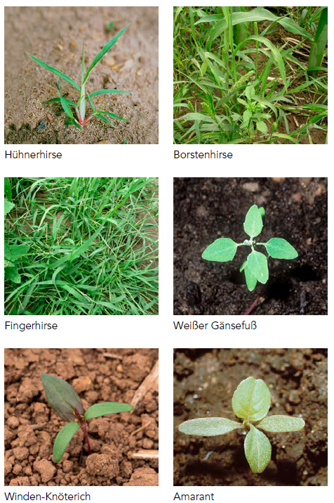 UNKRAUTBEKÄMPFUNG IM MAIS MIT BODENHERBIZIDEN