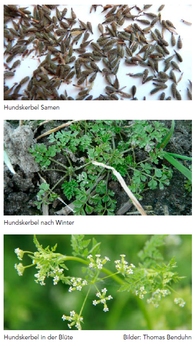 Eigenschaften des Hundskerbels