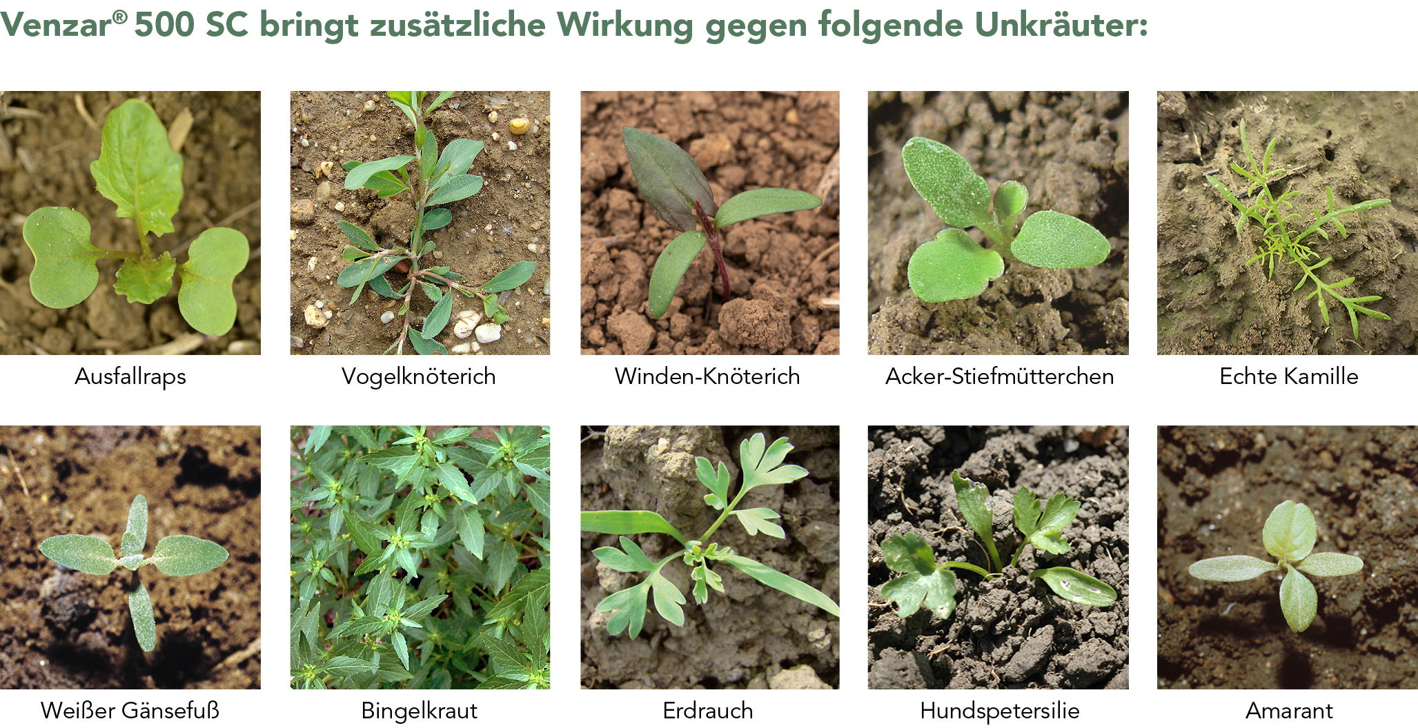 Venzar® 500 SC bringt zusätzliche Wirkung gegen folgende Unkräuter
