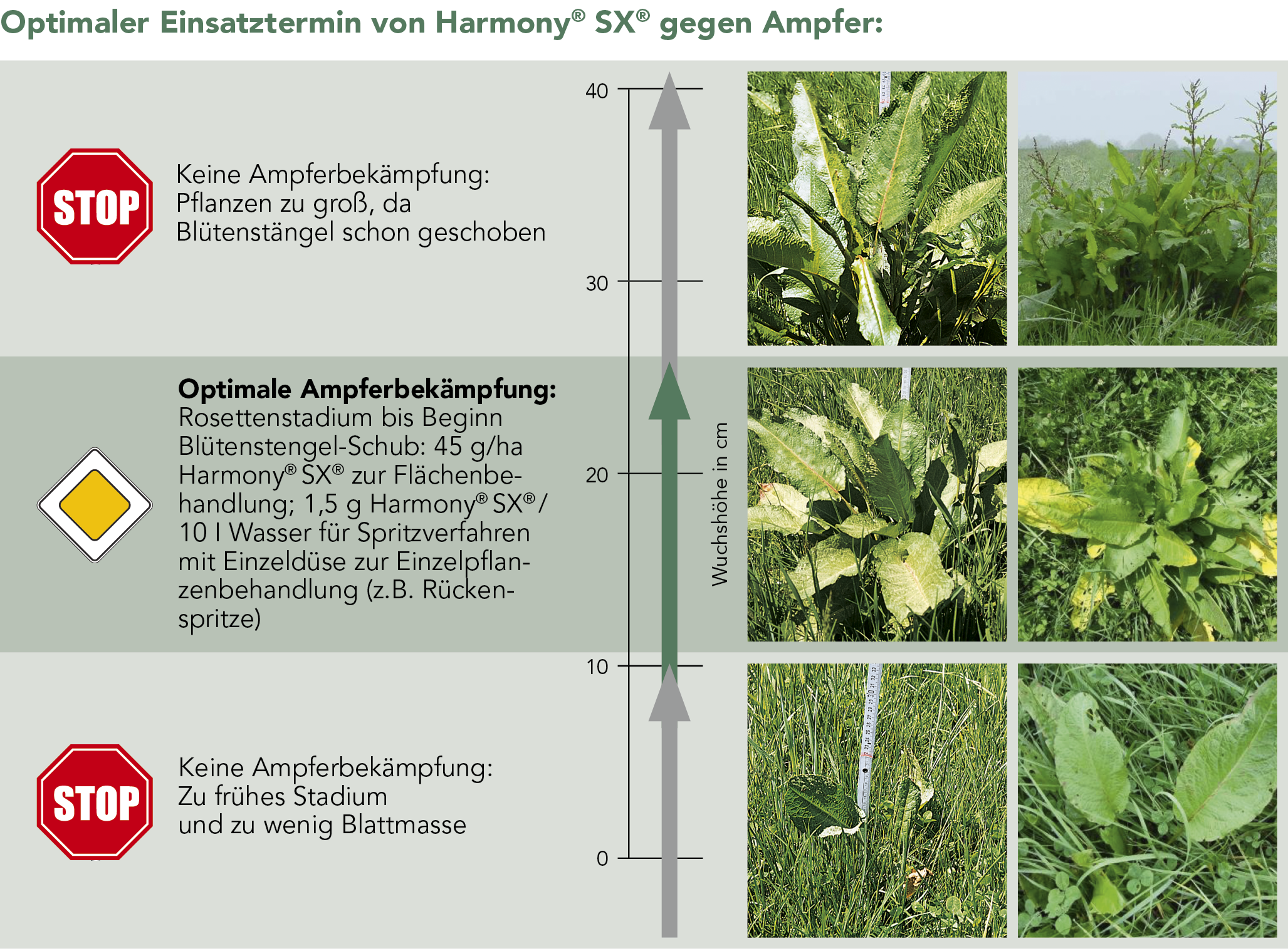 Optimaler Einsatztermin von Harmony® SX® gegen Ampfer: