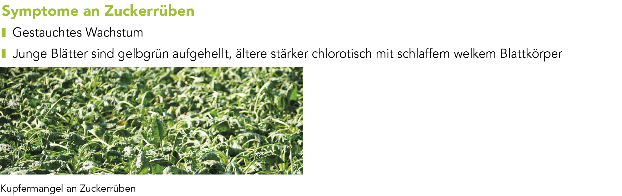 Kupfer 380 SC Markenblattdünger