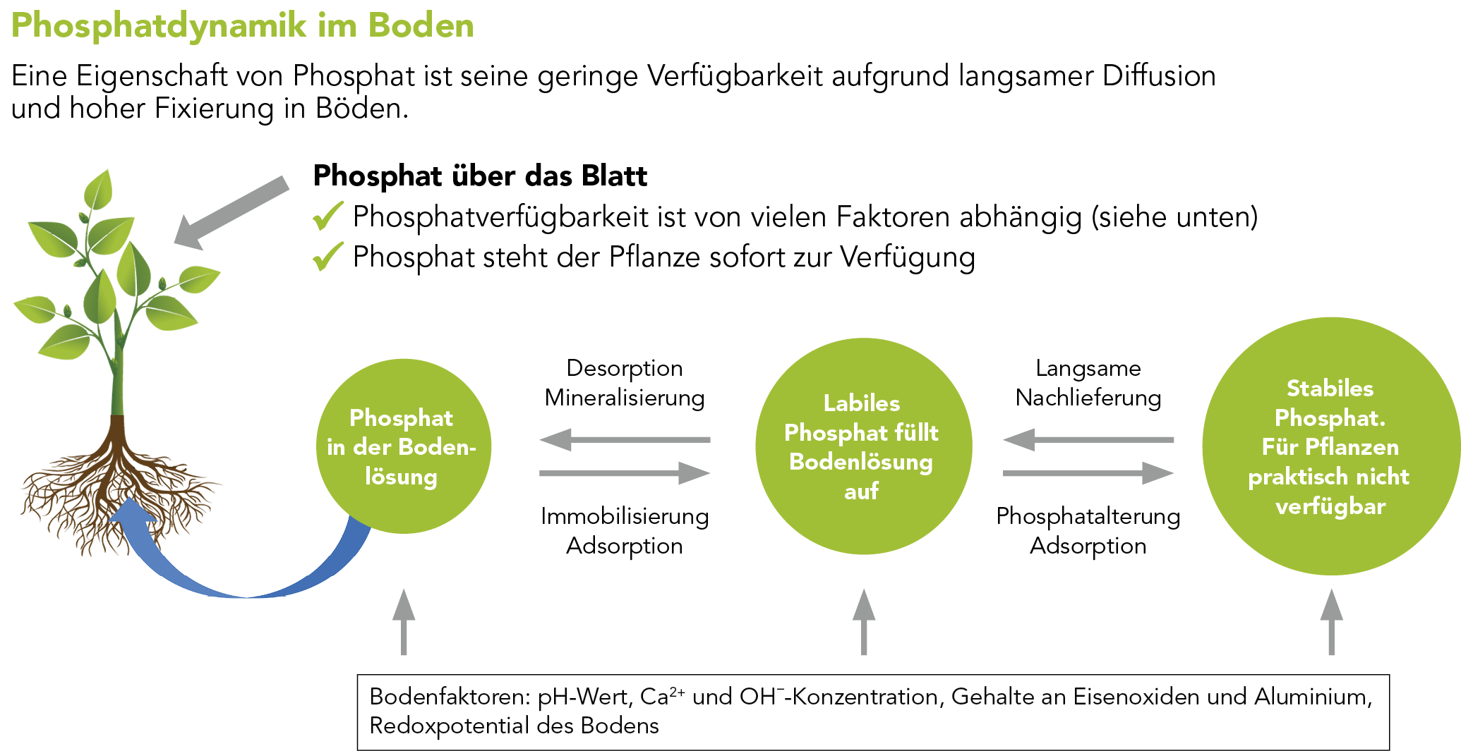 Hi Phos Markenblattdünger