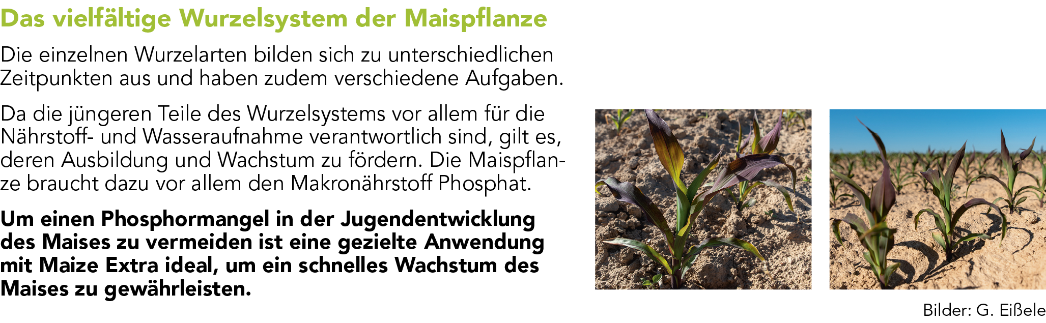 Maize Extra Markenblattdünger