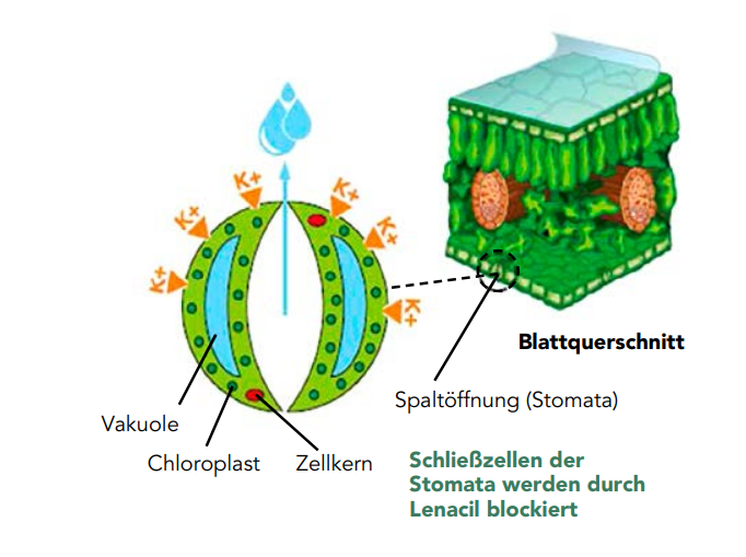 Wirkungsmechanismus Lenacil