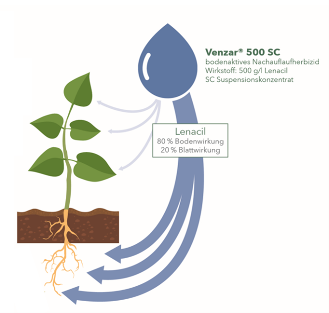 Wirkweise von VENZAR® 500 SC