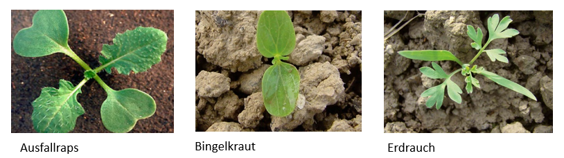 Unkräuter