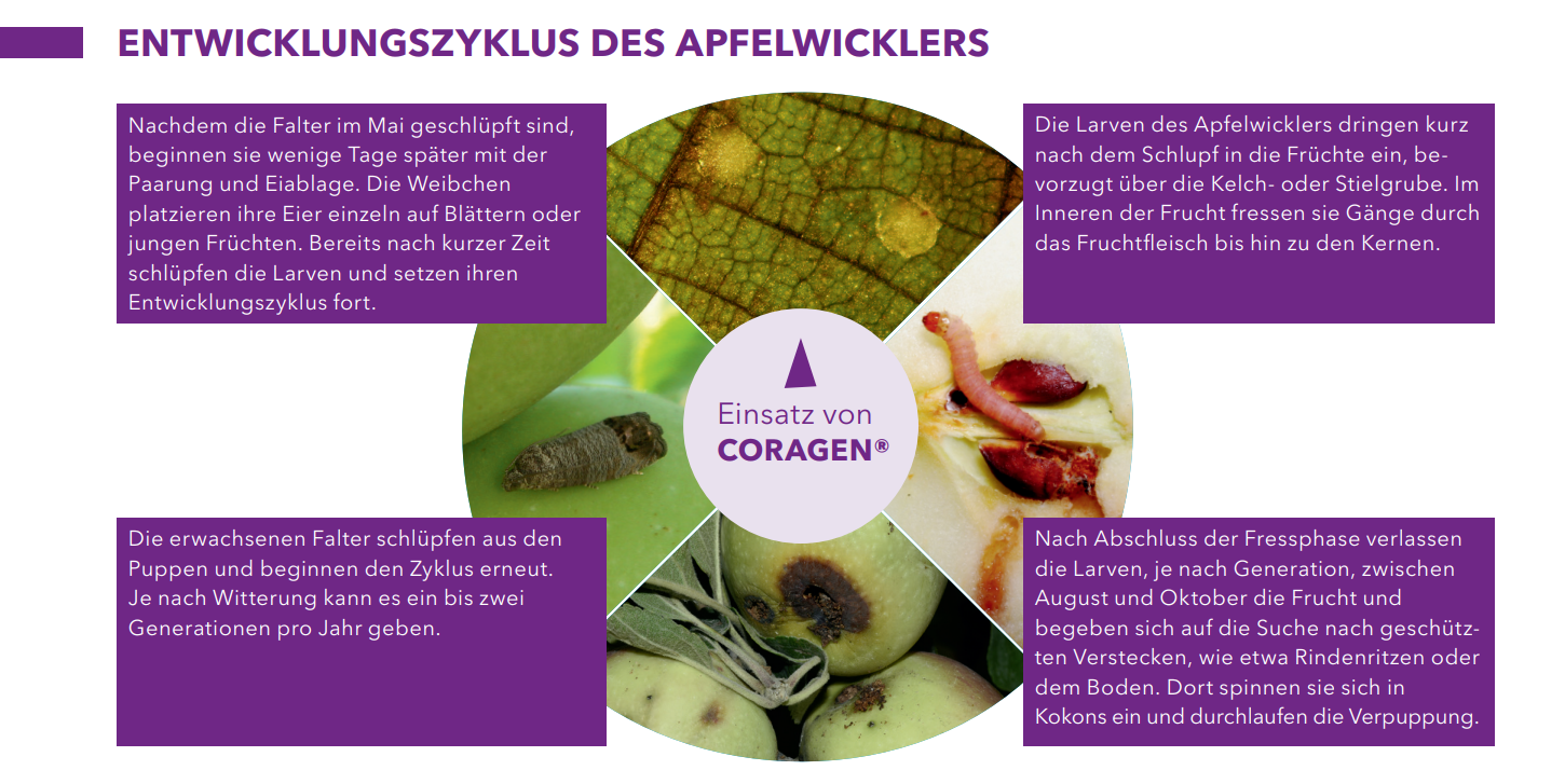 ENTWICKLUNGSZYKLUS DES APFELWICKLERS