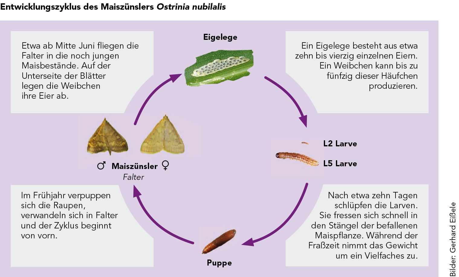 Der Entwicklungszyklus des Maiszünslers