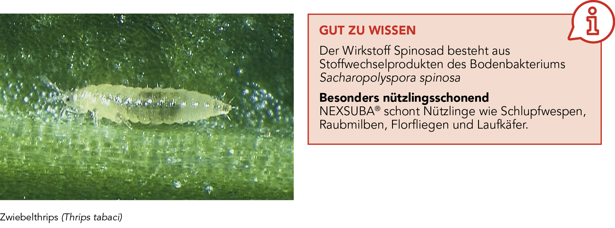 NEXSUBA® Zwiebelthrips