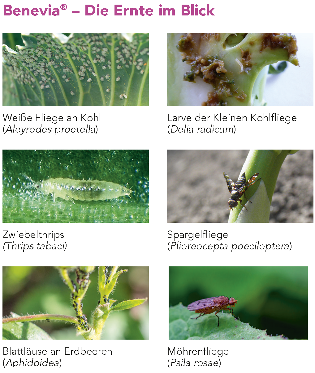 Benevia® – Die Ernte im Blick