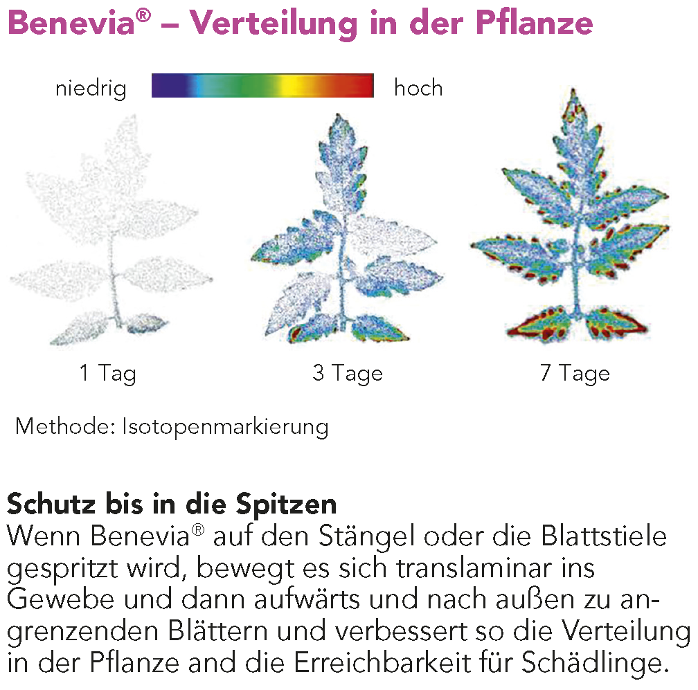 Benevia® – Verteilung in der Pflanze