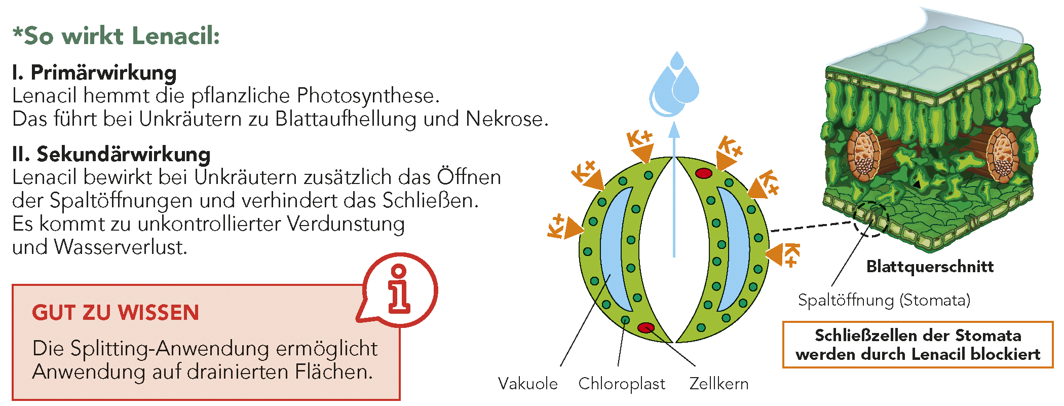 Venzar® 500 SC - Wirkung