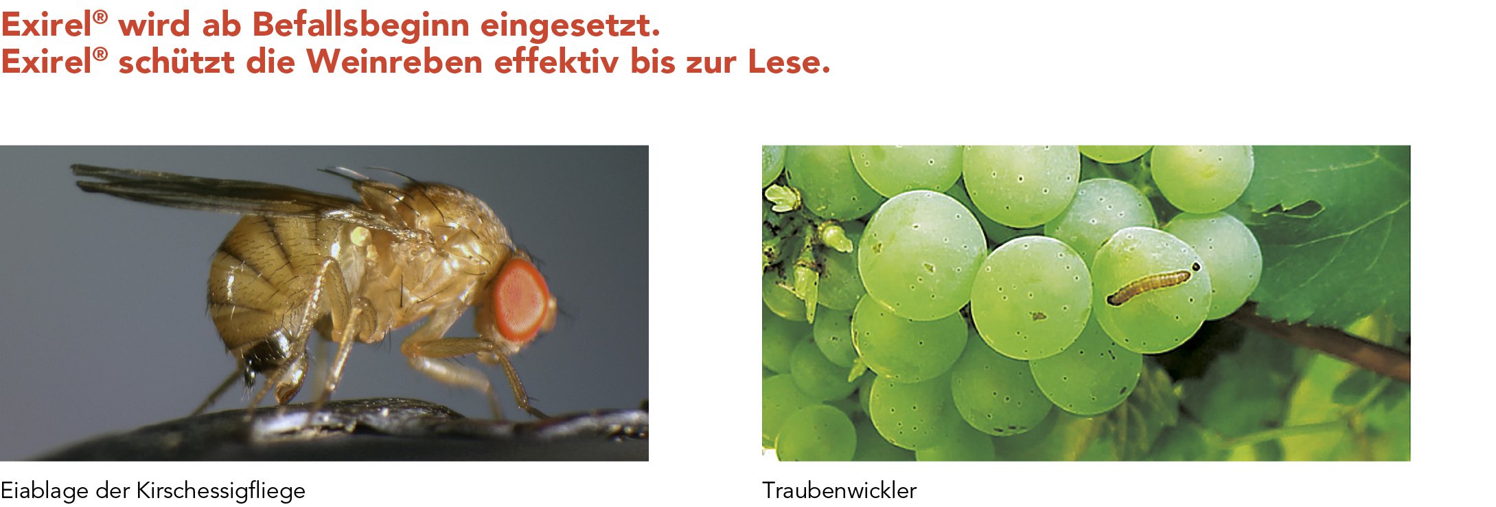 Exirel®- Schädlinge