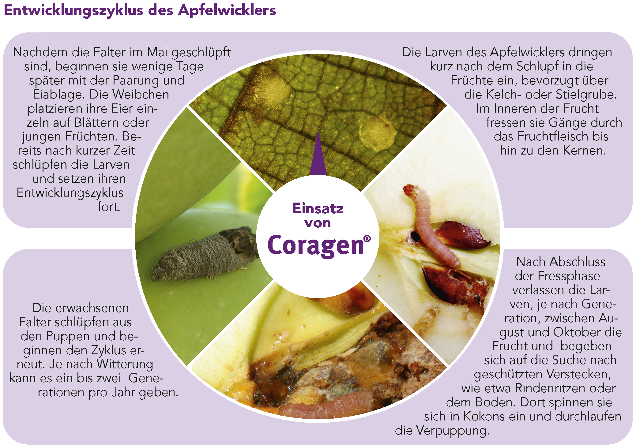 Entwicklungszyklus des Apfelwicklers