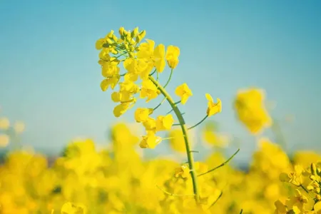 Blühender Raps vor leicht verschwommenen blühendem Rapsfeld mit strahlendblauem Himmel.