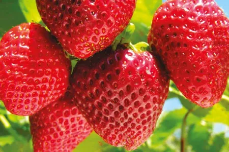 Rote, reife Erdbeeren in Nahaufnahme mit leicht verschwommenen grünen und blauen Hintergrund.