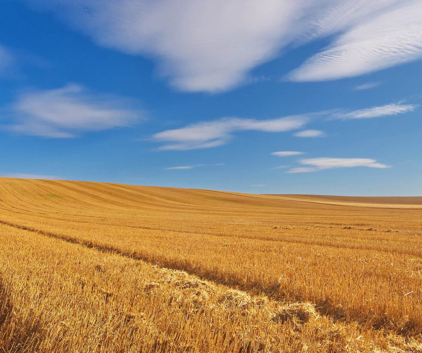 Abgeerntetes, goldenes Getreidefeld mit blauem Himmel und weißen Wolken.
