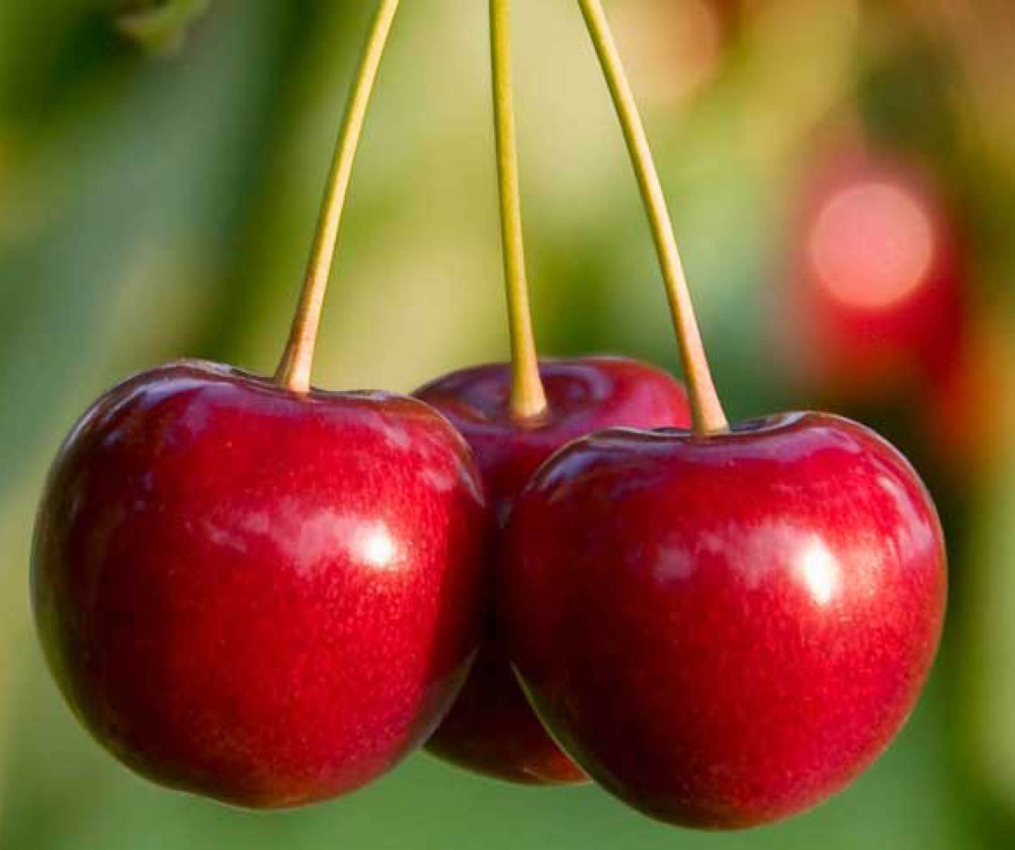 Drei rote, reife Kischen mit Stängel in Nahaufnahme mit verschwommenen grünlichen Hintergrund.