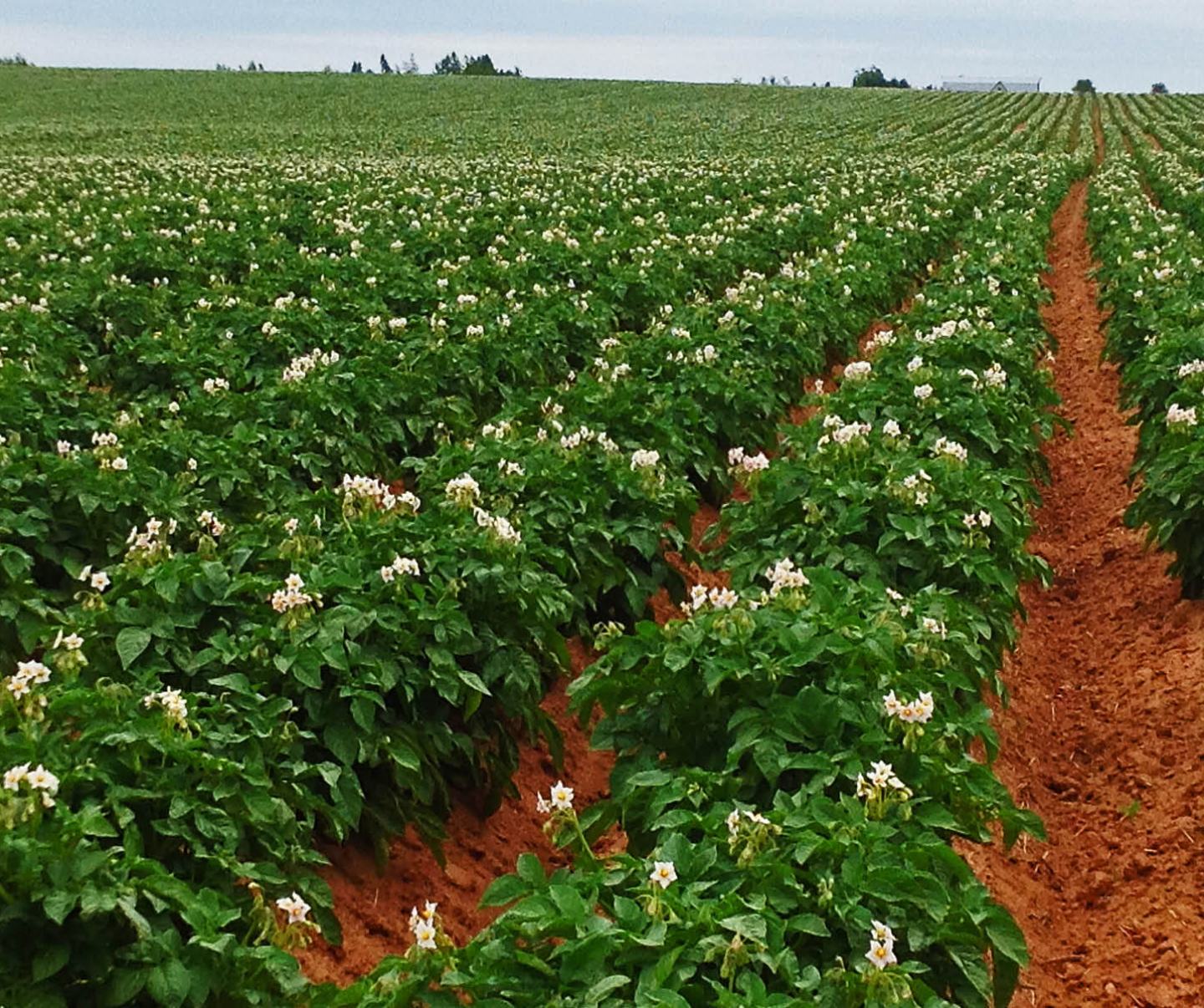 Grüne, buschige Kartoffelreihen mit weißen Blüten eines Kartoffelfeldes und blauen Himmel im Hintergrund.