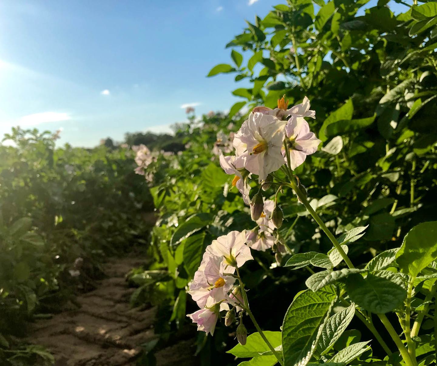 Rosa Kartoffelblüte mit Blättern und buschiger Kartoffelpflanze mit strahlend blauem Himmel.