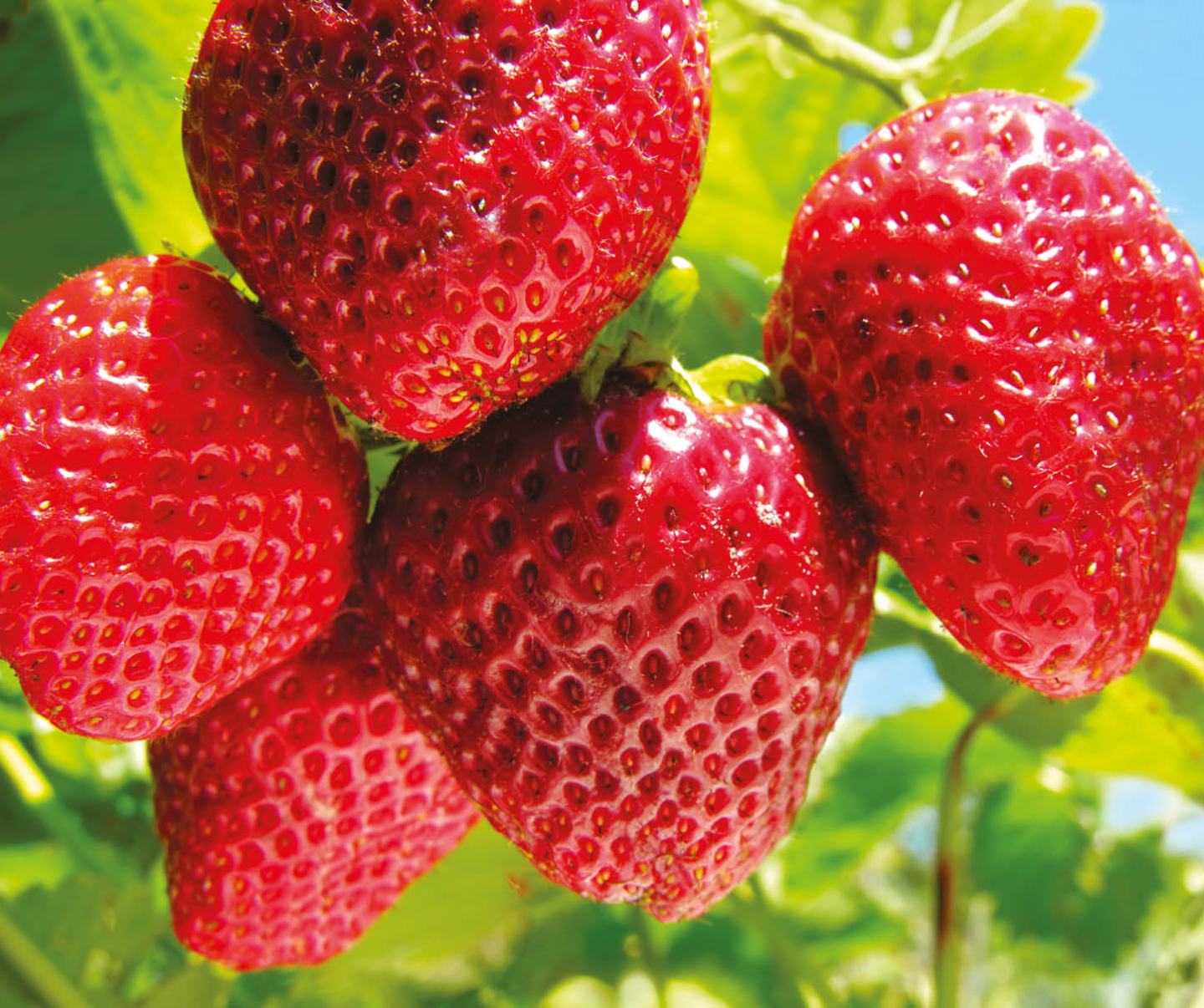 Rote, reife Erdbeeren in Nahaufnahme mit leicht verschwommenen grünen und blauen Hintergrund.