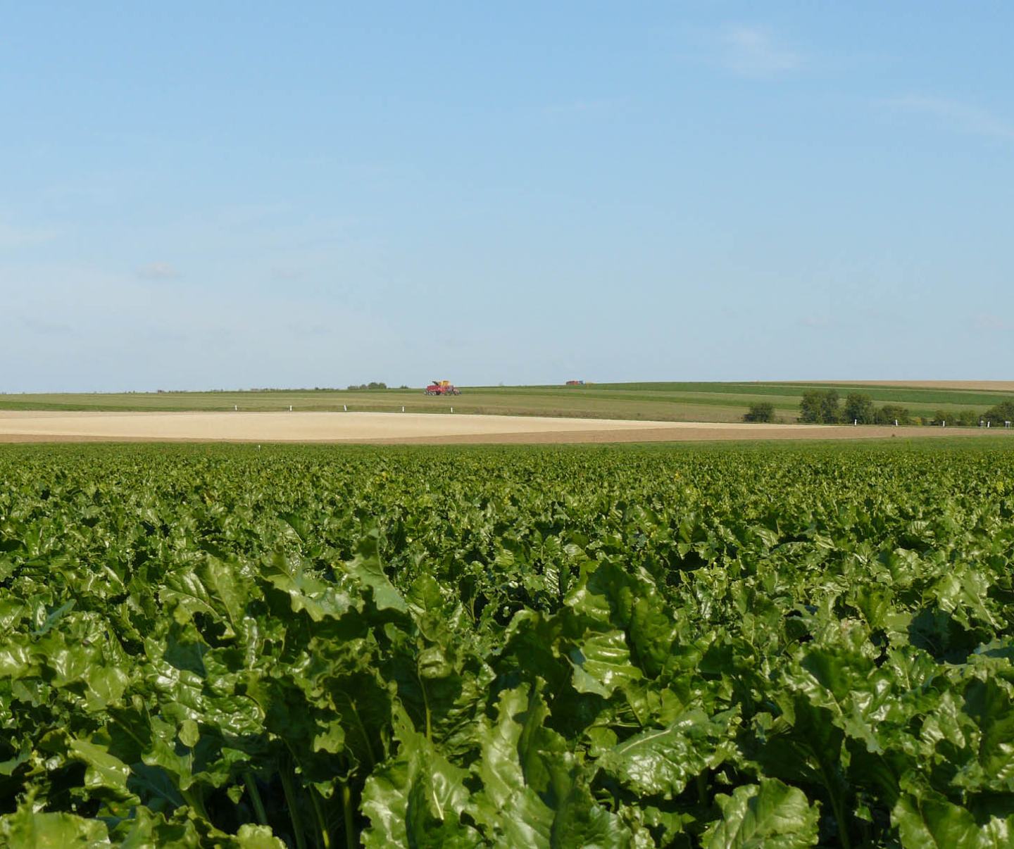 Zuckerrübenfeld mit grünen Blättern im Vordergrund, im Hintergrund Erntemaschine, Landschaft und blauer Himmel.