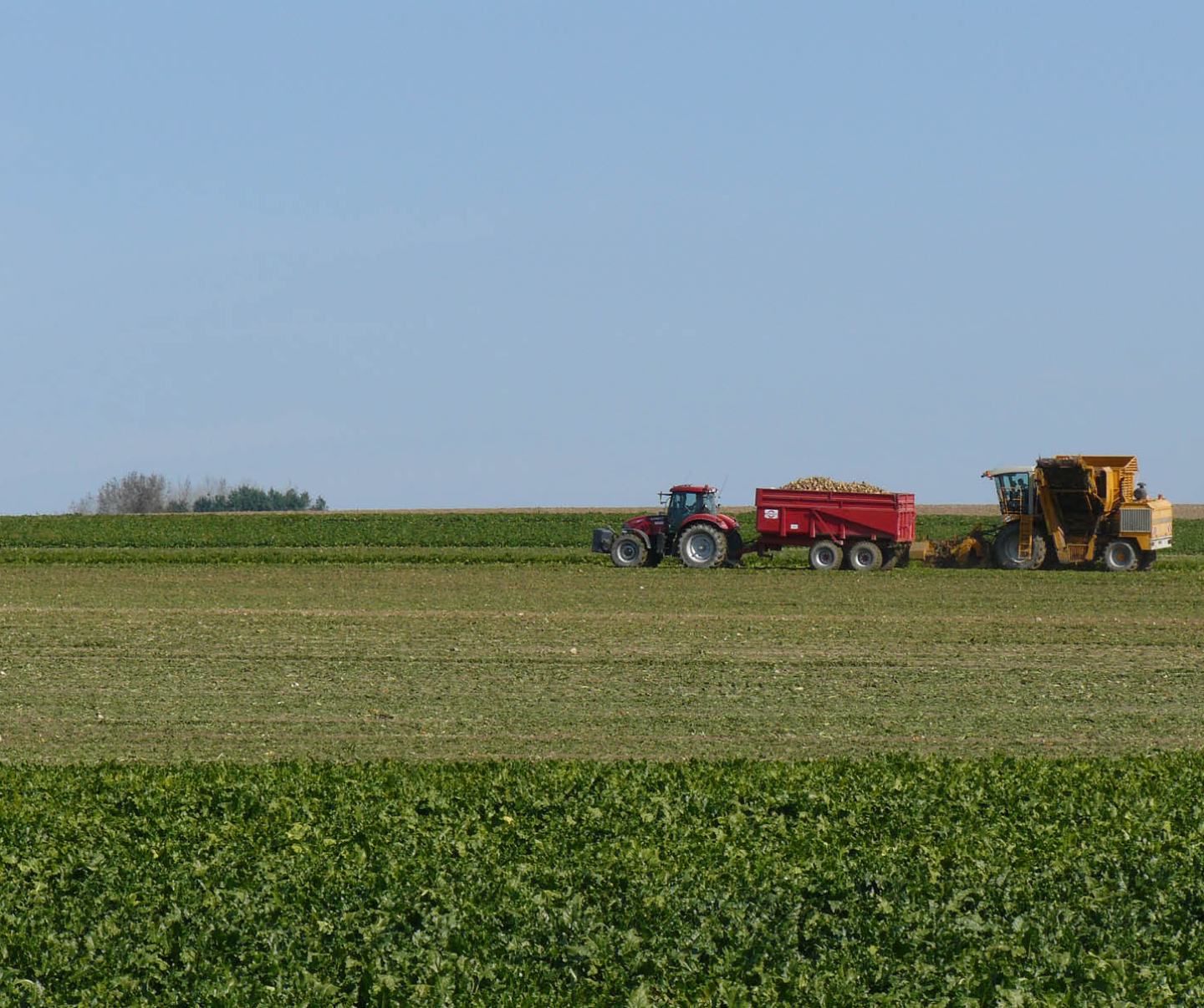 Großes, grünes Zuckerrübenfeld mit Erntemaschinen und blauen Himmel.