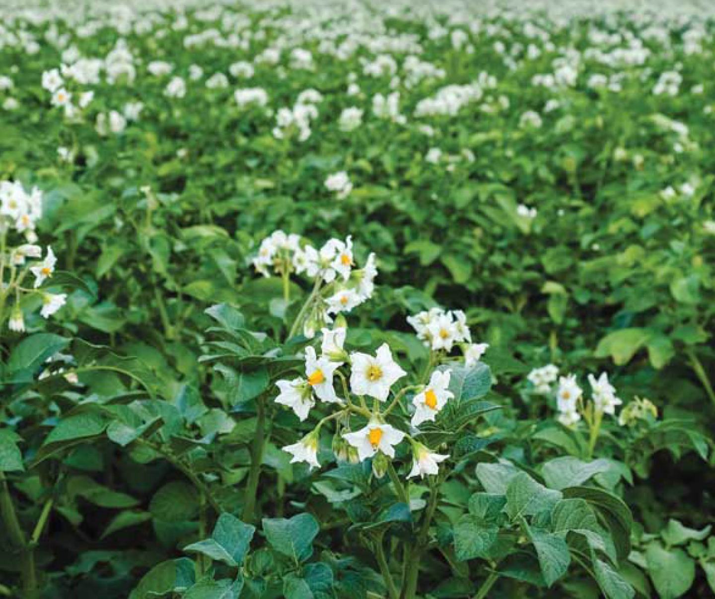 Weiße Kartoffelblüte