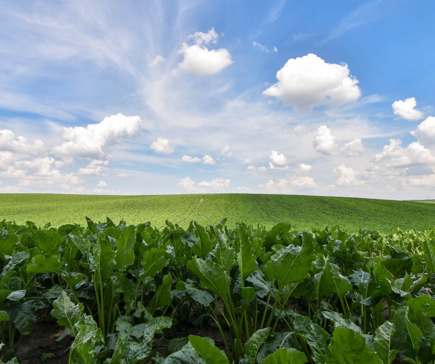 Grünes Rübenfeld mit blauem Himmel