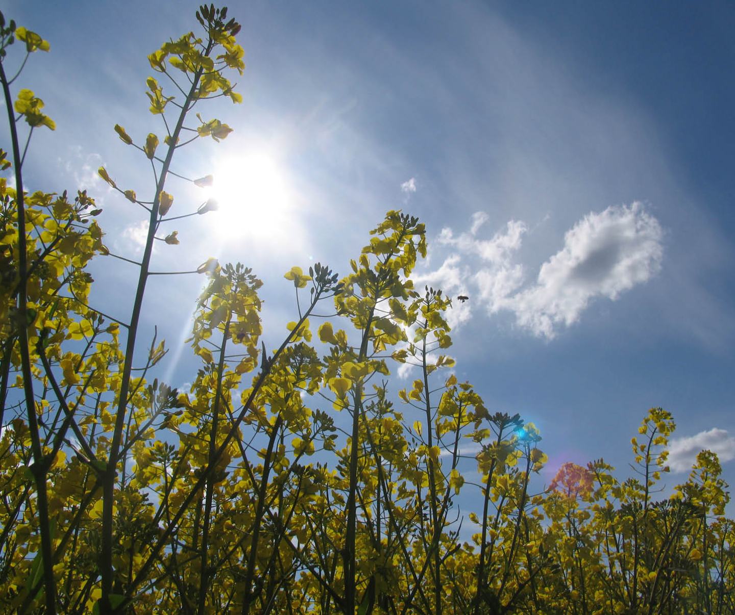 Blühender Raps vor blauem Himmel