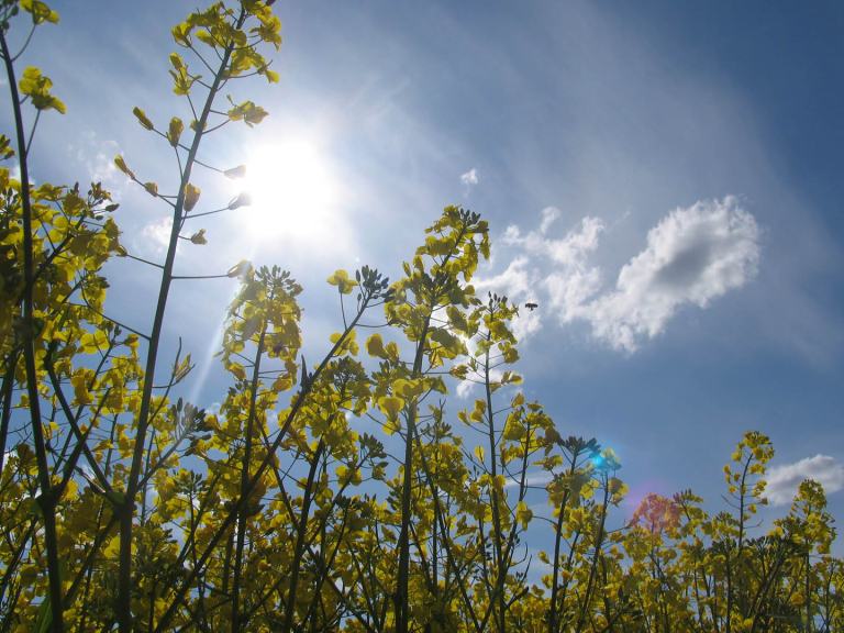 Rapsfeld mit blauem Himmel
