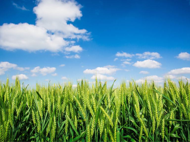 Grünes Getreidefeld mit blauem Himmel