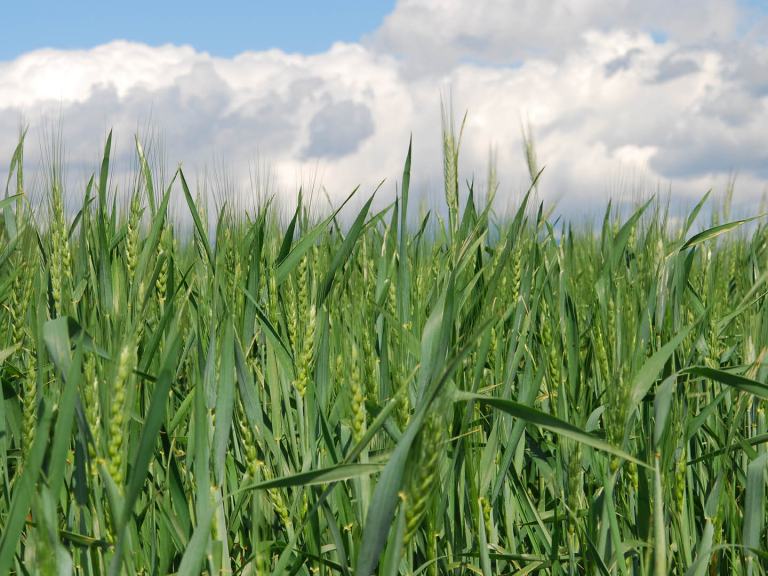 Getreidebestand mit Himmel und Wolken