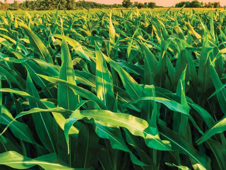 Maispflanzen vor Himmel