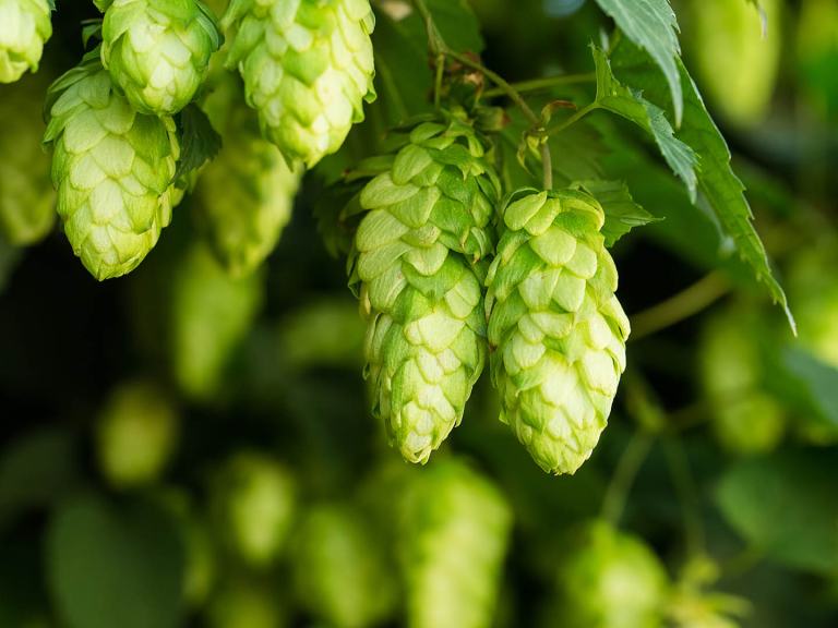 Grüne Hopfendolden