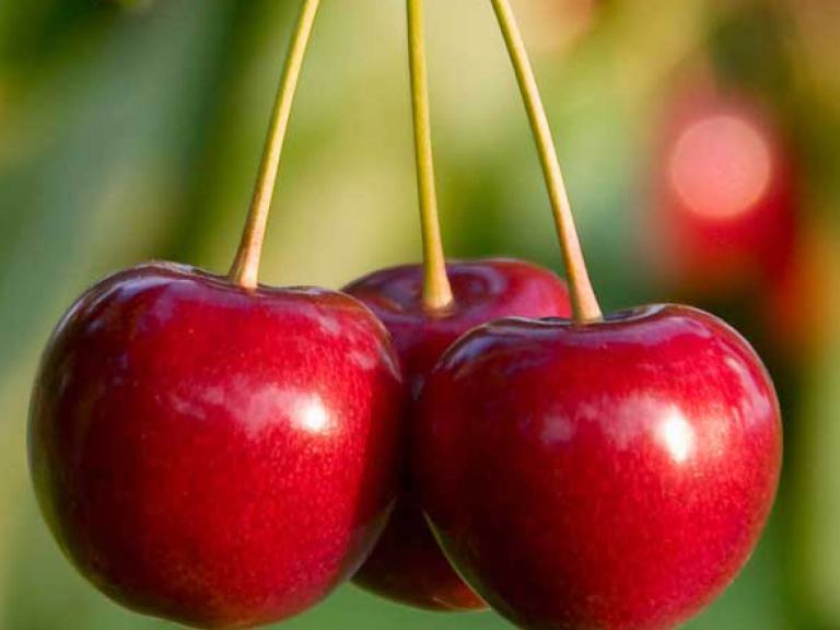 Rote Kirschen im Baum