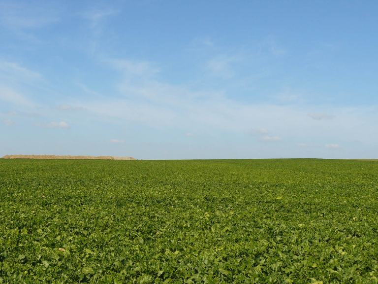 Zuckerrübenfeld mit blauem Himmel