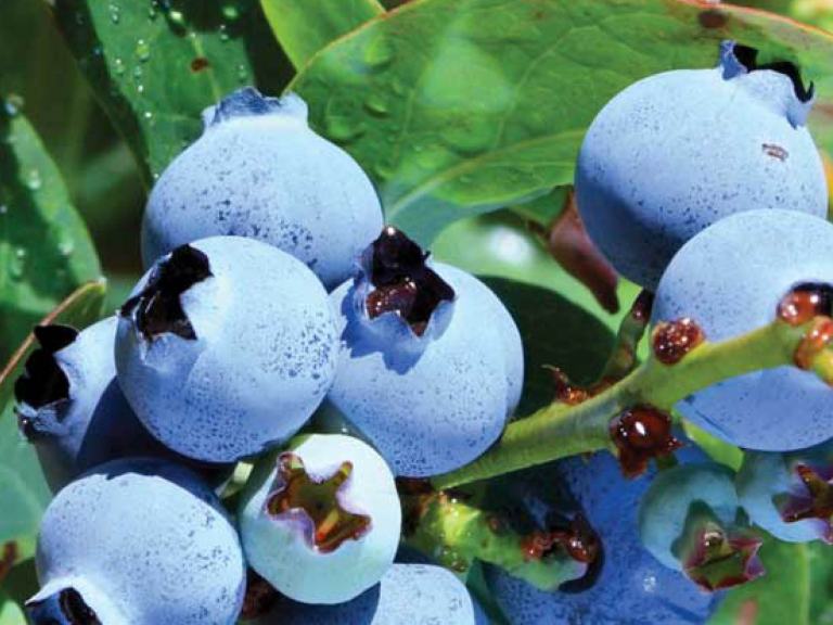 Blaubeeren