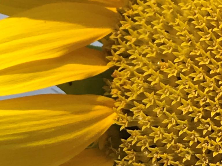 Gelbe Sonnenblume