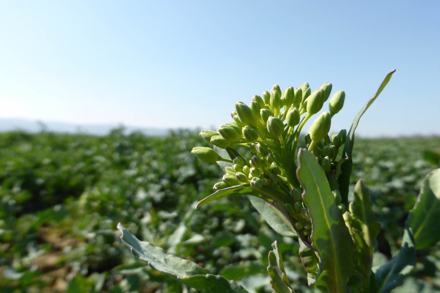 Grüne Rapsknospe mit Blättern in Nahaufnahme mit verschwommenen grünen Hintergrund und blauen Himmel.