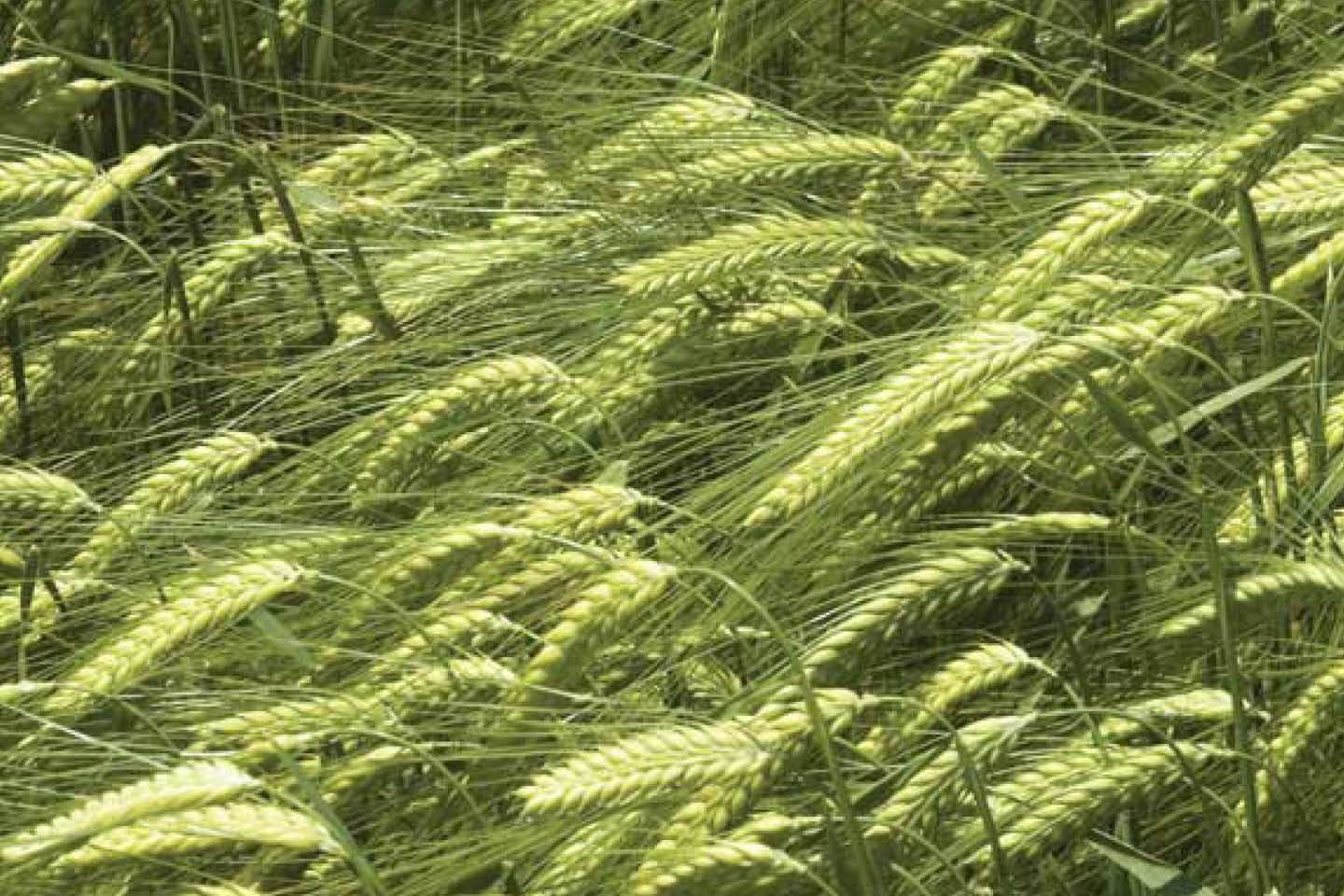 Grünes Gerstenfeld mit Gerstenähren nach links zeigend.