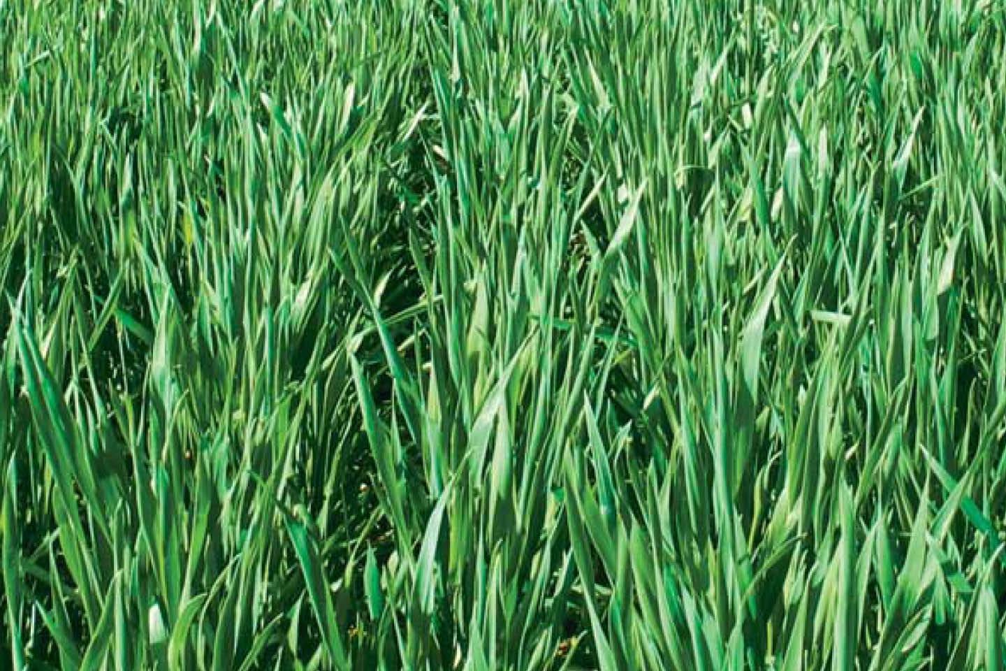 Grüne Getreidepflanzen eines Getreidebestandes in Nahaufnahme.