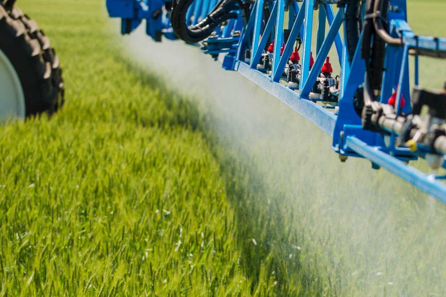 Grünes Getreidefeld mit blauer Pflanzenschutzspritze in Behandlung.