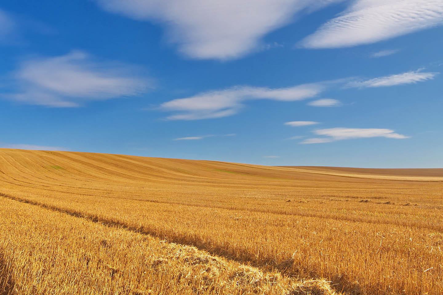 Abgeerntetes, goldenes Getreidefeld mit blauem Himmel und weißen Wolken.