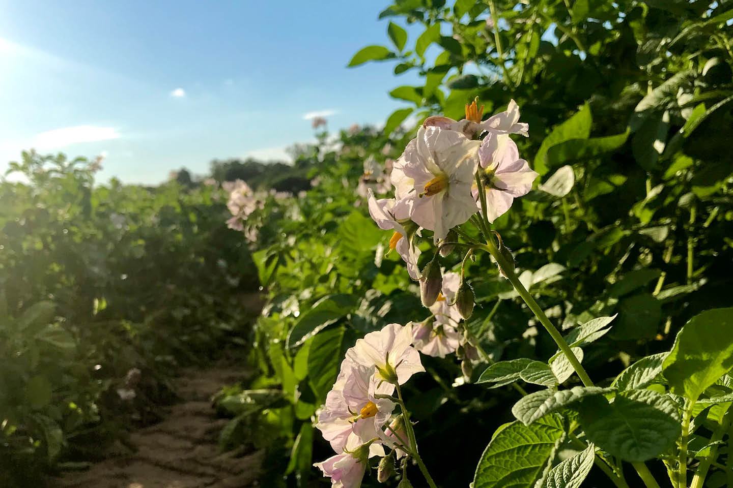 Rosa Kartoffelblüte mit Blättern und buschiger Kartoffelpflanze mit strahlend blauem Himmel.