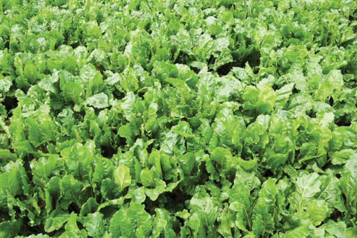 Grüne Blätter der Zuckerrüben eines Zuckerrübenfeldes. 