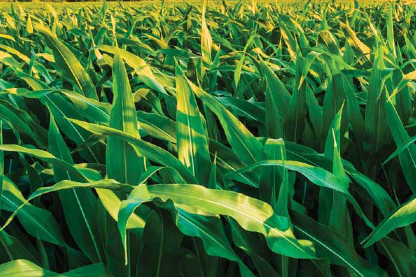 Grünes Maisfeld