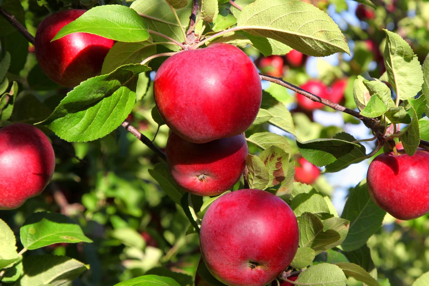 Rote reife Äpfel im Baum